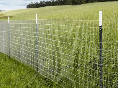 There is a cattle fence with T posts on the grassland.