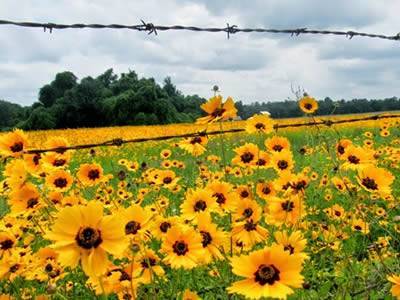 There is a barbed wire among some sunflowers.
