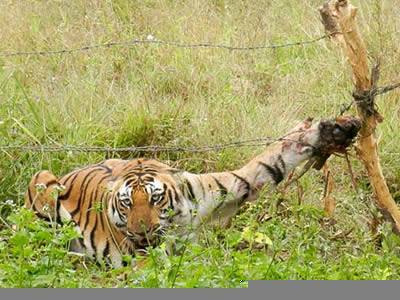 A tiger is caught in barbed wire.