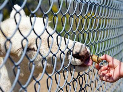 A white goat is fed on some food by a person.