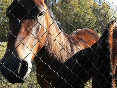 A brown horse is looking through the chain link fence.
