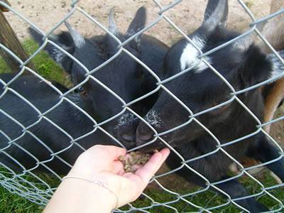 Two little lambs are fed on some food by a person.