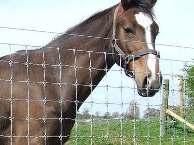A horse is looking through the fixed knot field fence.