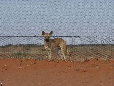 Behind the hexagonal wire mesh, there is a hunting dog looking here.