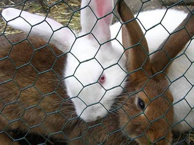 A white and a brown rabbit are in a hexagonal wire mesh cage.