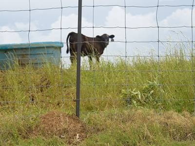 Star pickets and cattle fence on the grassland and a cattle in it.