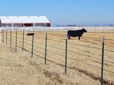 studded T posts enclose a large area and a cattle in the area.