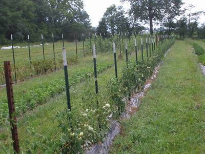 green PVC coated studded T posts used to fix plants
