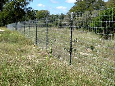 farm fencing secured by green PVC coated studded T posts