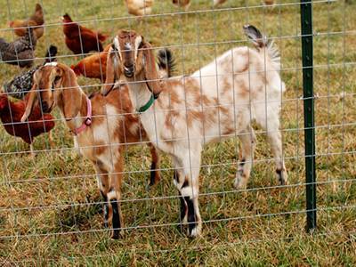 Several sheep and chicken on the grassland, which is enclosed by studded T post.