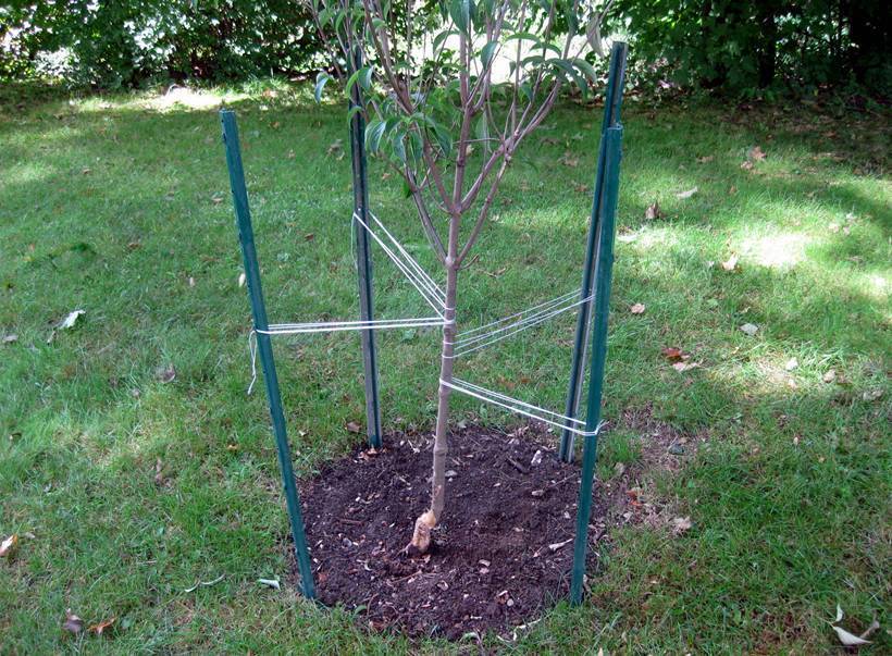 a peach tree fixed by four green PVC coated U posts
