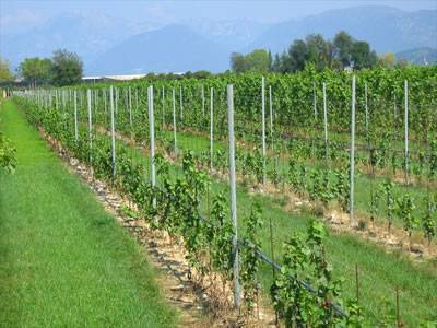 Several galvanized vineyard posts are installed in the field.