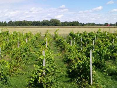 Several rolls of galvanized vineyard posts supporting the grape plants in the orchards.