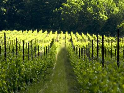 Several black color studded T posts supporting grape plants.