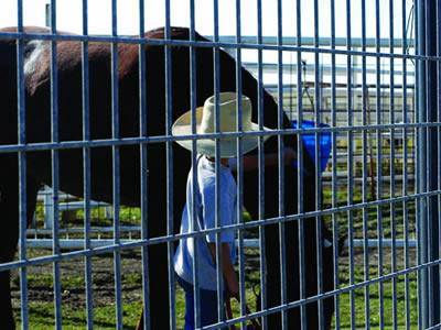 There is a man and a horse in front of the cattle fence and the horse are eating grass.