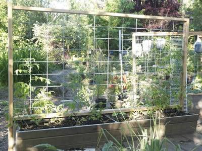 In the garden, there is a welded cattle fence and various plants.